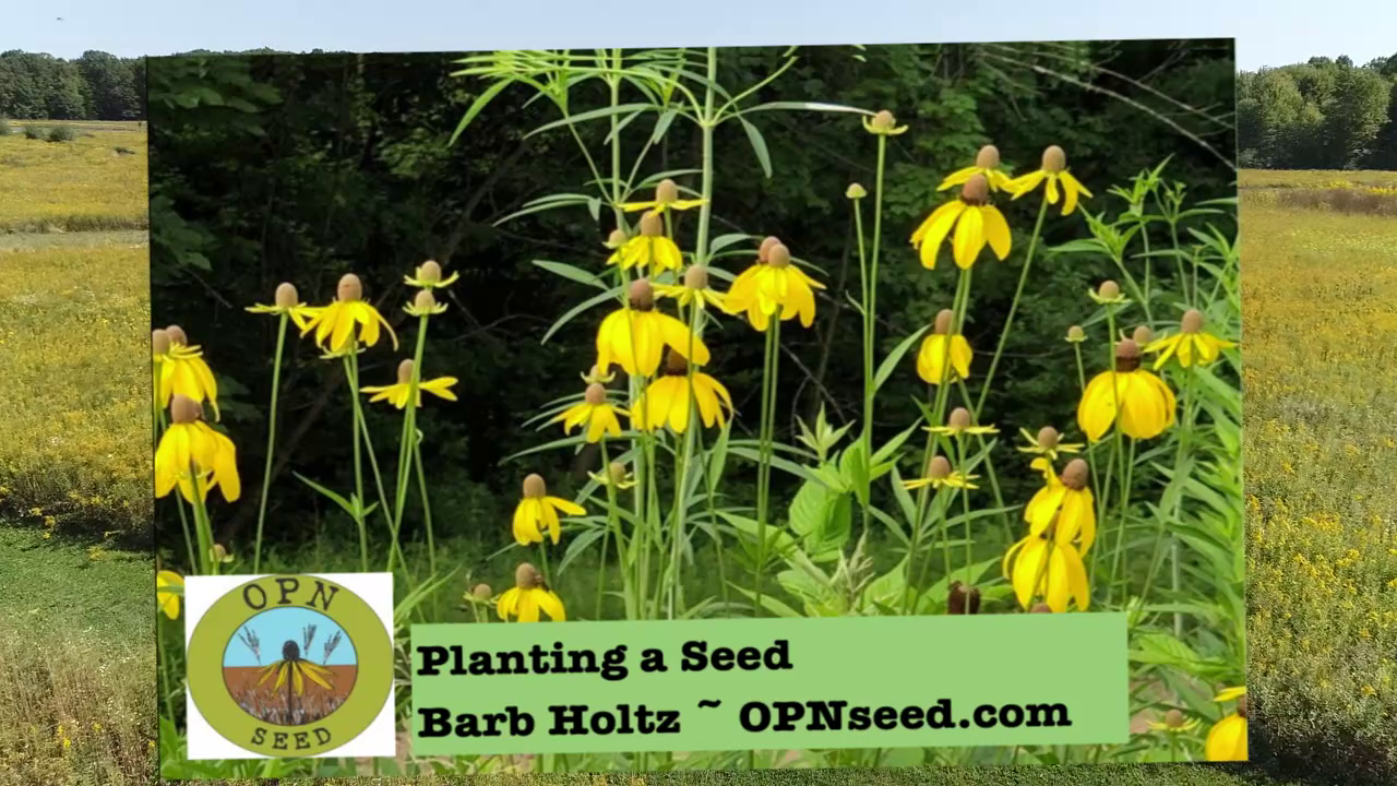 Twinsburg Native Habitat Workshop:  Planting a Seed w/Barb Holtz from OPN Seed
