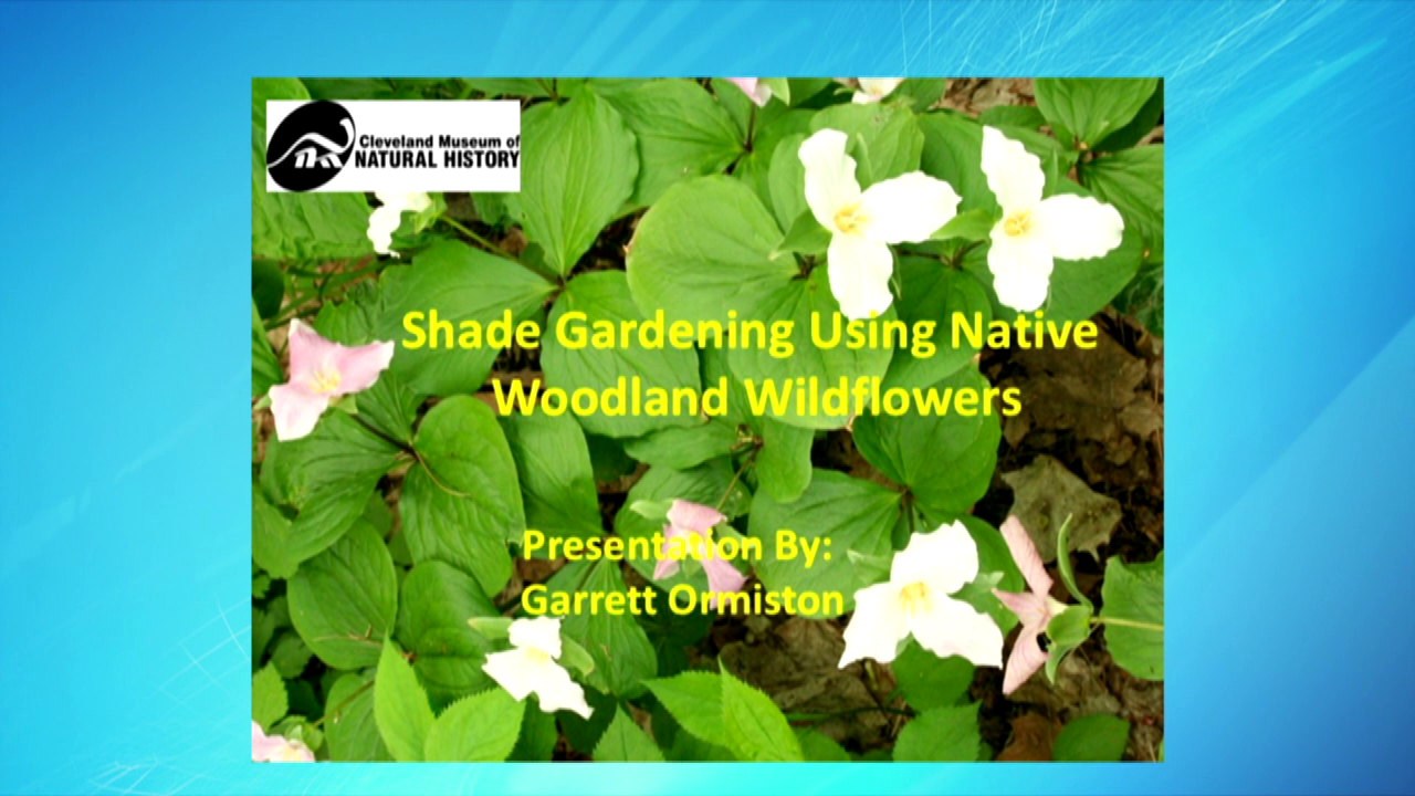 Shade Gardening Using Native Woodland Wildflowers