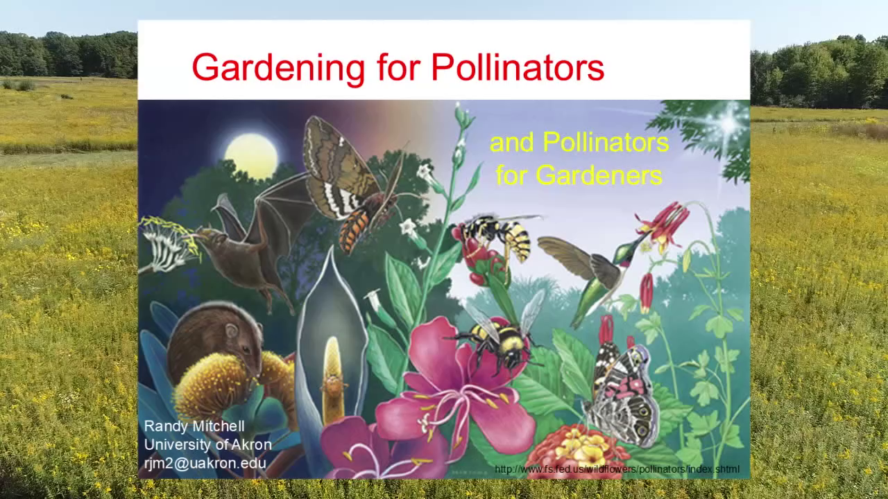 Thumbnail image for Gardening For Pollinators