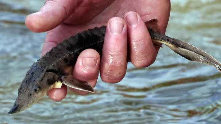 Thumbnail image for Summit Metro Parks Sturgeon Release Celebration
