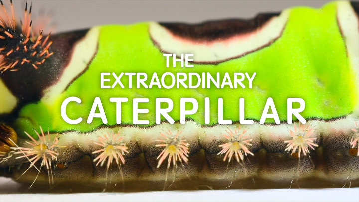Thumbnail image for Extraordinary Caterpllar Free Screening Sept. 23rd